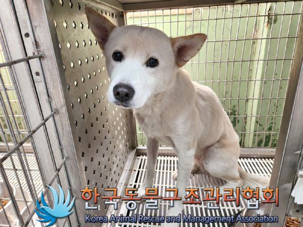 한국동물구조관리협회_411306202300592